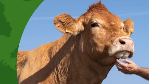Oupette, une vache de la Vienne, égérie du Salon de l’Agriculture 2025