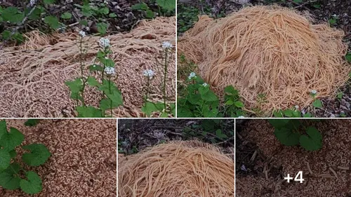 Mystère à l'italienne : des centaines de kilos de pâtes abandonnés...