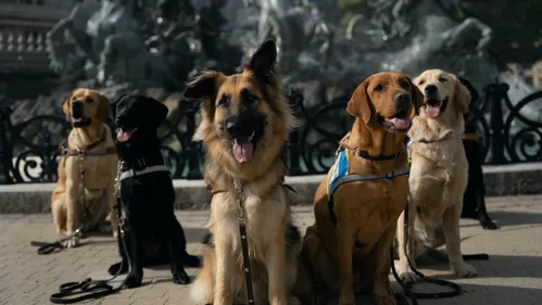 Bordeaux : et si vous accueilliez un chien-guide chez vous ? 