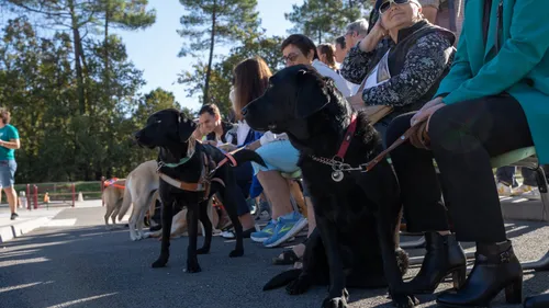 Mérignac : l'association Chiens Guides  Aliénor dévoile ses...