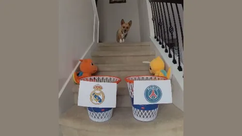 Pour ce chien, le PSG va gagner la Ligue des champions