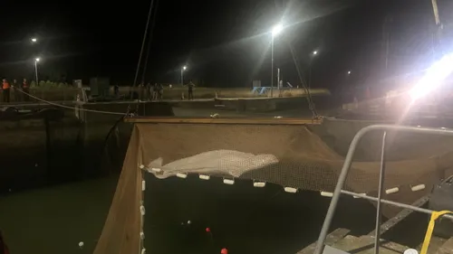 Le béluga extrait de la Seine a dû être euthanasié