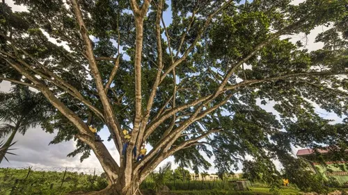 Quel sera le plus bel arbre de l’année?