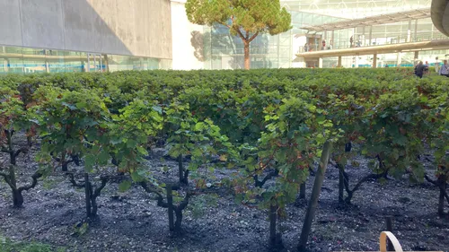 Bordeaux : l'heure des vendanges pour le vignoble de l'aéroport 