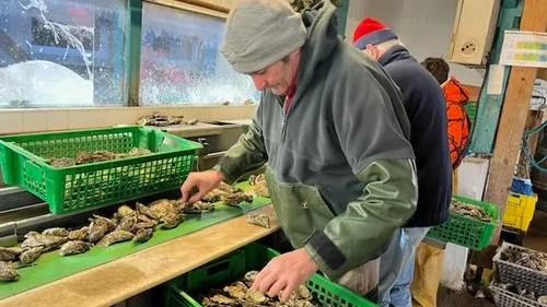 Bassin d'Arcachon : les ostréiculteurs toujours dans l'attente des...