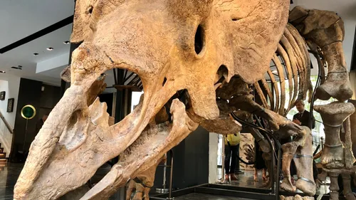 Le squelette du dinosaure Big John va être mis aux enchères 