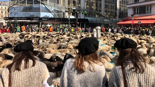 Un défilé de 2000 brebis à Paris : les Folies béarnaises enchantent...