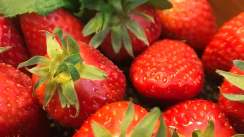 Un beau début de saison pour les fraises Label Rouge du Lot-et-Garonne