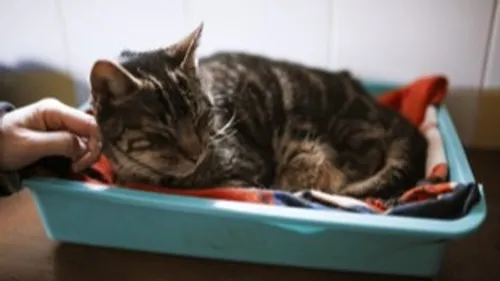 Bordeaux : Moins de départs en vacances et donc moins d'abandons...