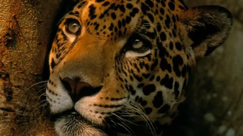 Le jaguar sauvage est de retour en Bolivie !