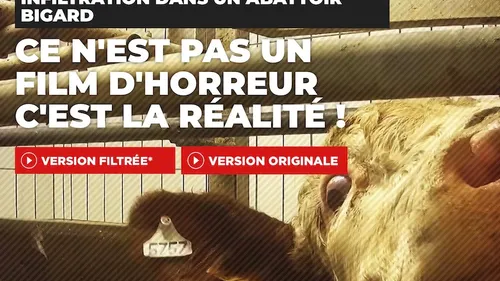 L’abattoir Bigard de Cuiseaux épinglé par L214 : une enquête ouverte