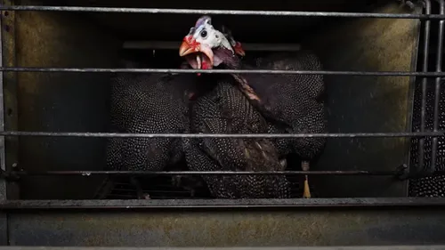 Un élevage de pintades pointé du doigt par L214 (VIDEO)