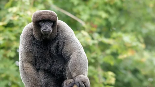 Première mondiale : les animaux sauvages ont désormais des droits