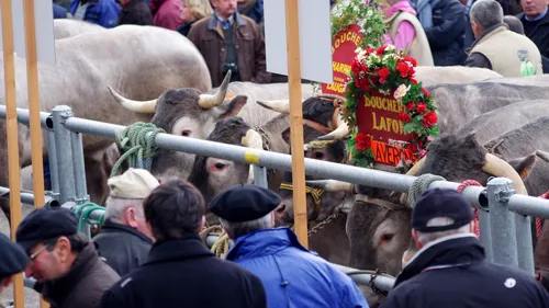 Bazas : la Fête des Boeufs Gras 2026 est maintenue