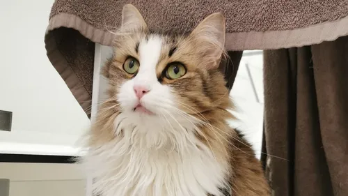 30 Millions d’Amis attaque la SNCF après l'écrasement d'un chat,...