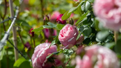 Où passer votre prochain week-end ? Direction la Route de la Rose...