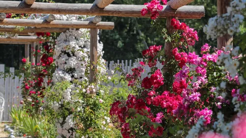 Où passer votre prochain week-end ? Direction la Route de la Rose...