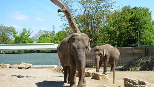 Le Touroparc a lancé sa saison 2023