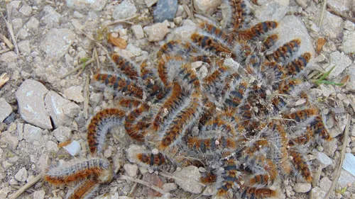 Les chenilles processionnaires sont désormais bien installées en...