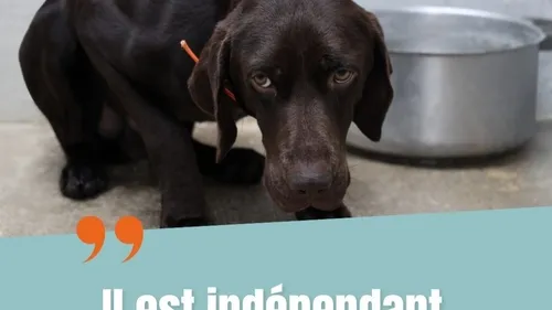 La SPA lance sa nouvelle campagne de sensibilisation avant l'été