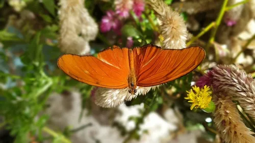 Des papillons, fête de l’été et journée des champions : tout un...