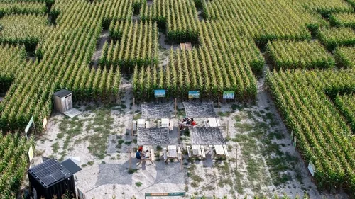 Vente de plantes, Labyrinthe et course de baignoires : Qu'est-ce...