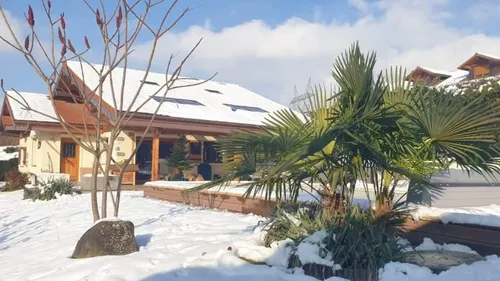 Des palmiers chanvres « 100% écoresponsables » cultivés en Sarthe