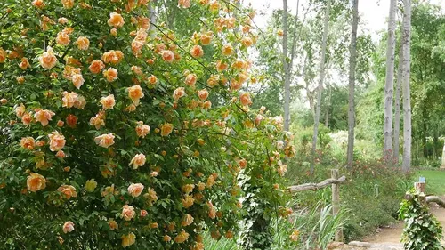 Maine-et-Loire : pour la fête des mères, arpentez les Chemins de la...