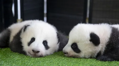 Les bébés panda du ZooParc de Beauval vont faire leur apparition en...