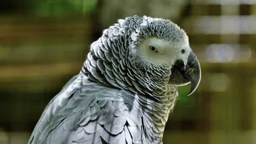 "C'est chaud, c'est chaud" : un perroquet donne l’alerte d'un...