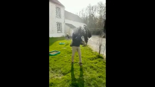 Seine-et-Marne : un dresseur pour le cinéma maltraite un aigle, une...