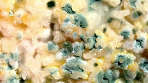 Envoyer vos aliments moisis pour faire avancer la science, ça vous...