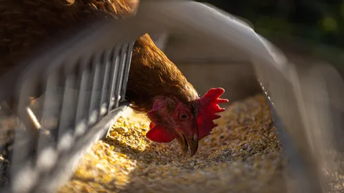  Bien-être animal : qui peut créer un label ?