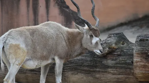 Espagne : la guardia civil saisit plus de 1 000 animaux empaillés 