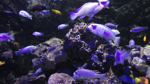 Limoges : l’aquarium fête ses 30 ans