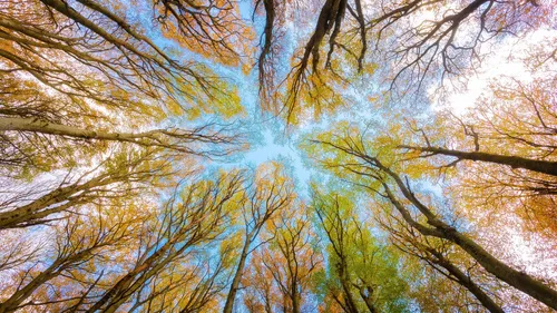 Canicule : le vrai enjeu n'est peut-être pas l'arbre, mais la terre