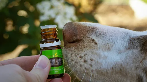 Cancer du sein : quand le flair des chiens ouvre la voie à un futur...