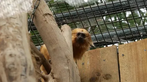 Onze ans après son vol, une femelle tamarin-lion doré retrouve le...