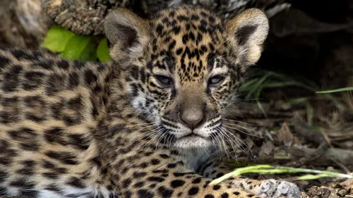 Bébés jaguars, musée Carnavalet et poudre colorée… : trois idées de...