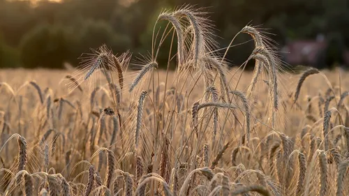 Souveraineté alimentaire : et si la France produisait ce que...