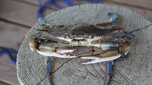 Un célèbre plat de la cuisine italienne menacé par la prolifération...