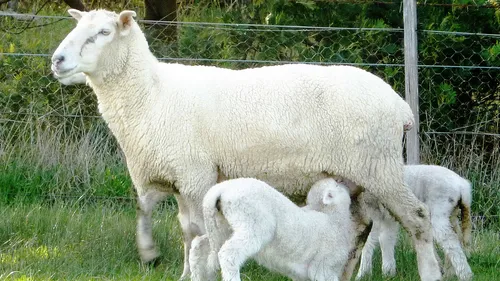 Centre-Val de Loire : des "Ovinpiades" pour faire découvrir la...