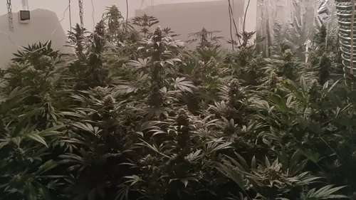 Plus de 50 pieds de cannabis et près d'un kilo d'herbe saisis à Mios 