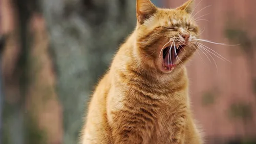 Cat Collector : l'appli qui transforme les chats en Pokémon
