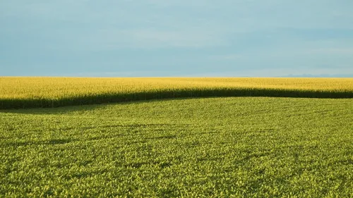 Pourquoi certaines plantes modifiées ne seront plus considérées...