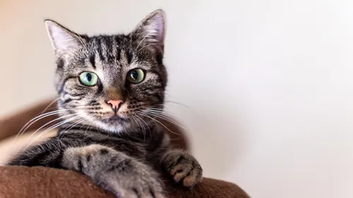 Au cœur du chaos, une belle histoire : son chat retrouvé 17 ans...