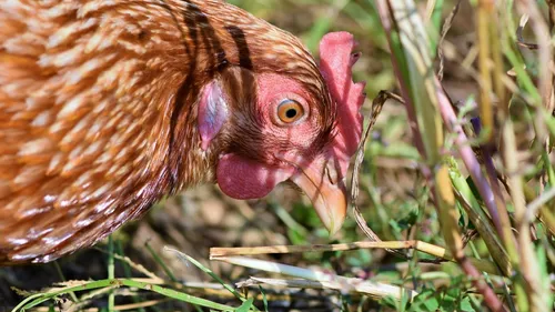 Espagne : une poule met en alerte une base militaire