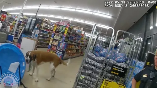 La police intervient pour déloger un chien têtu qui refuse de...