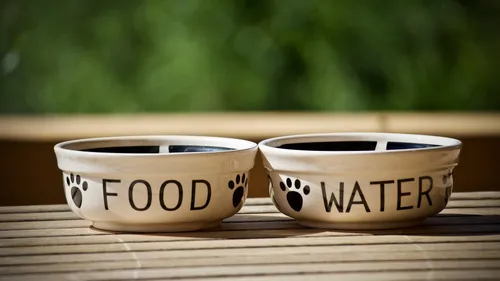 Dogstronomy : les chiens ont leur restaurant à Lyon 