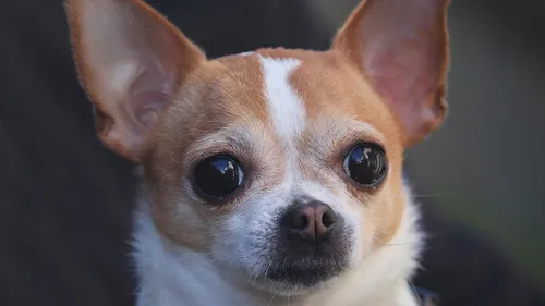 Elle retrouve au Portugal son chihuahua disparu dans les...